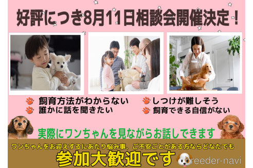 成約済の茨城県のミニチュアダックスフンド(ロングヘアード)-313312の2枚目